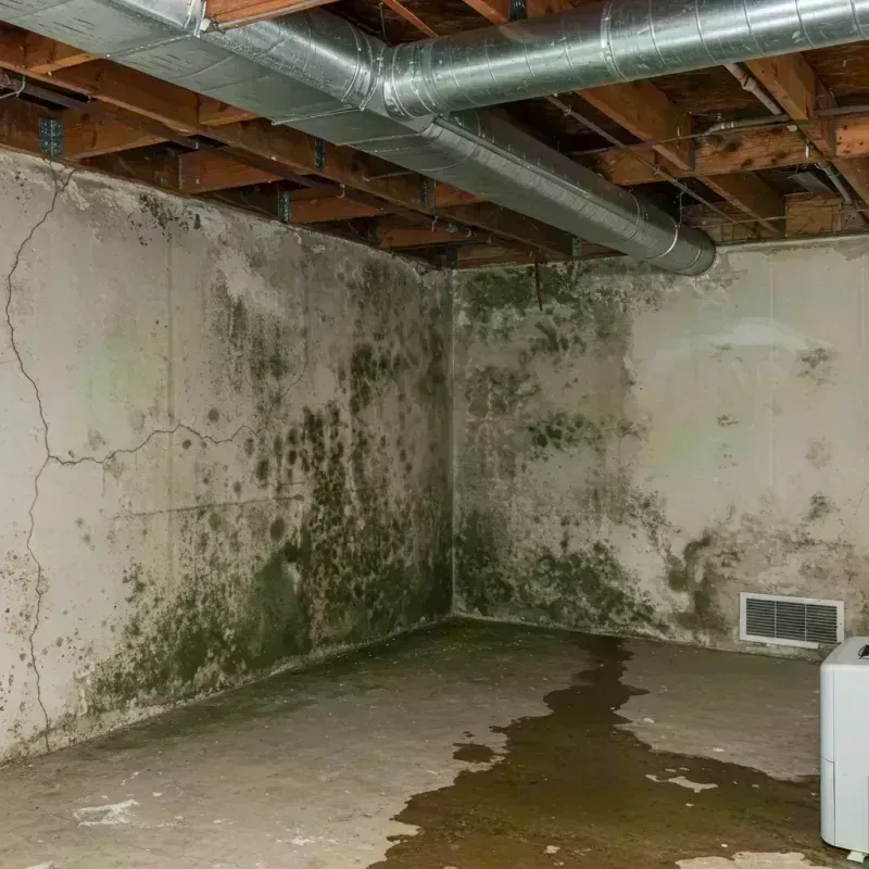 Professional Mold Removal in Monument, CO